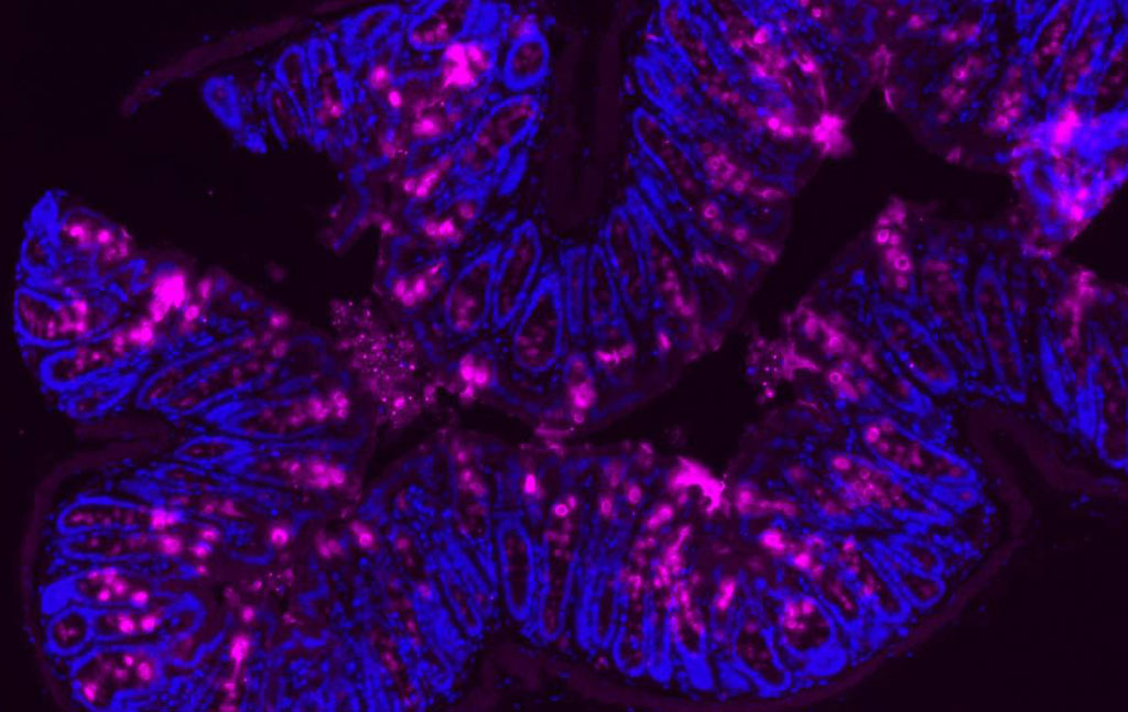 Mucine (magenta) dans la paroi interne du côlon d'une souris, vue au microscope.