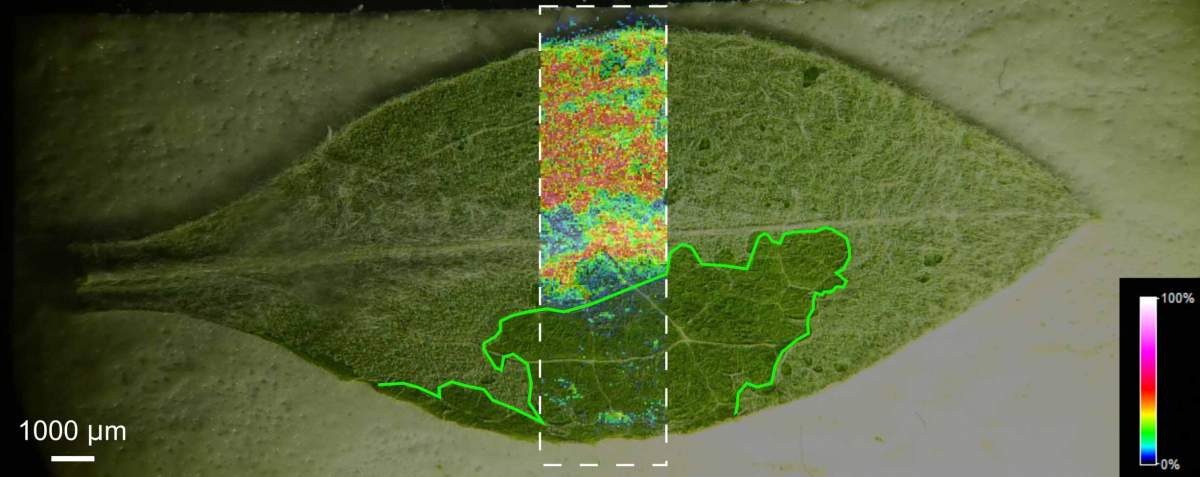 La forme acide de la CBG (orange, jaune, vert clair, bleu) est détectée par une méthode d'imagerie avancée - imagerie par spectrométrie de masse à désorption laser assistée par matrice/ (MALDI-MSI) - dans une feuille de parapluie laineux (dans la zone située entre les lignes pointillées), mais pas dans la partie de la feuille (délimitée par une ligne verte) dont la couche supérieure contenant les trichomes a été arrachée.

