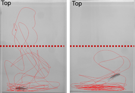 Les poissons zèbres non stressés, à gauche, présentent des mouvements normaux (tracés en rouge) lorsqu'ils explorent les différentes profondeurs d'un nouveau réservoir.