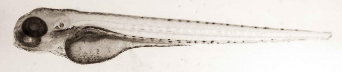 Larve de poisson zébra vue au microscope