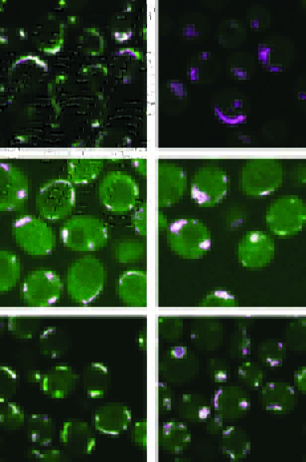 Cellules de levure avant la grève des protéines (colonne de gauche) et après (colonne de droite). Dans chaque rangée, un représentant différent d'une famille de protéines (vert) ayant une influence sur la structure des mitochondries (violet) a été contraint de faire grève. 