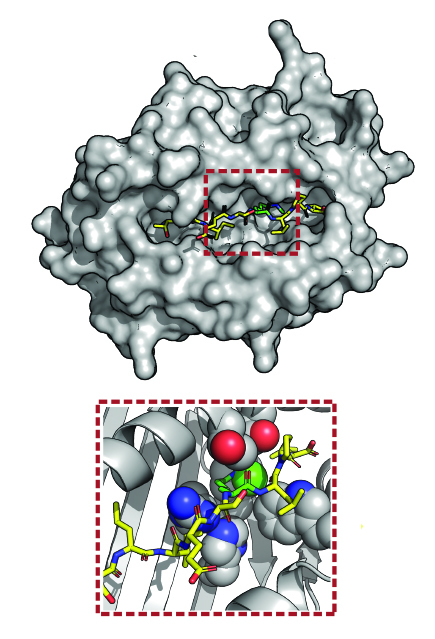 Modèle 3D d'un complexe protéique immuno-régulateur (en haut), avec un zoom avant (en bas) sur un peptide (jaune) contenant une modification (vert).