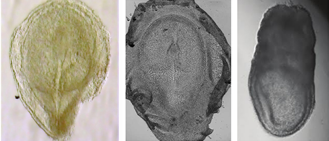 (de gauche à droite) Embryons humains, de lapin et de souris au même stade de développement