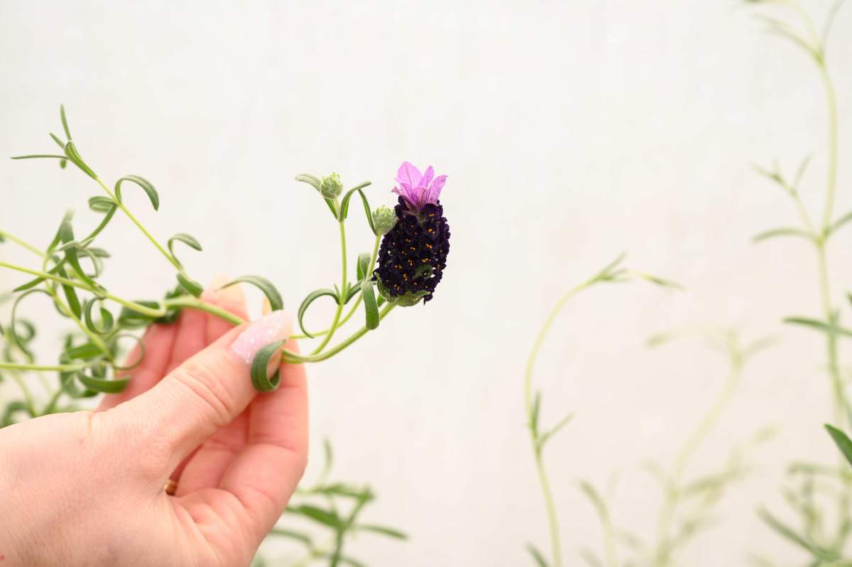 Floraison dans le sanctuaire : lavande papillon (Lavandula stoechas) 