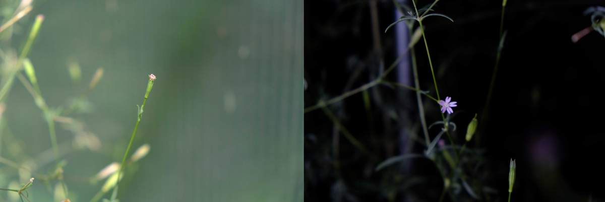 Silene modesta garde ses fleurs fermées pendant la journée (à gauche) mais les ouvre à la tombée de la nuit (à droite). Photos : Daniel Khaykelson 