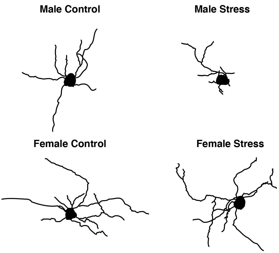 Une présentation squelettique d'oligodendrocytes individuels illustre comment le stress produit des effets différents sur la structure des cellules cérébrales chez les souris mâles et femelles. Les oligodendrocytes des mâles perdent de leur complexité après une exposition au stress (en haut), ce qui n'est pas observé dans ces cellules chez les femelles (en bas).
