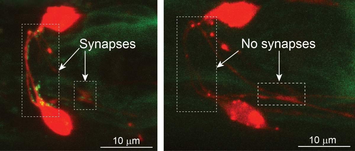 Neurones (rouge) dans les circuits neuronaux de détection du danger du ver. Le marquage fluorescent révèle des connexions neuronales actives (points vert clair) qui sont présentes chez les femelles (à gauche) mais pas chez les mâles.