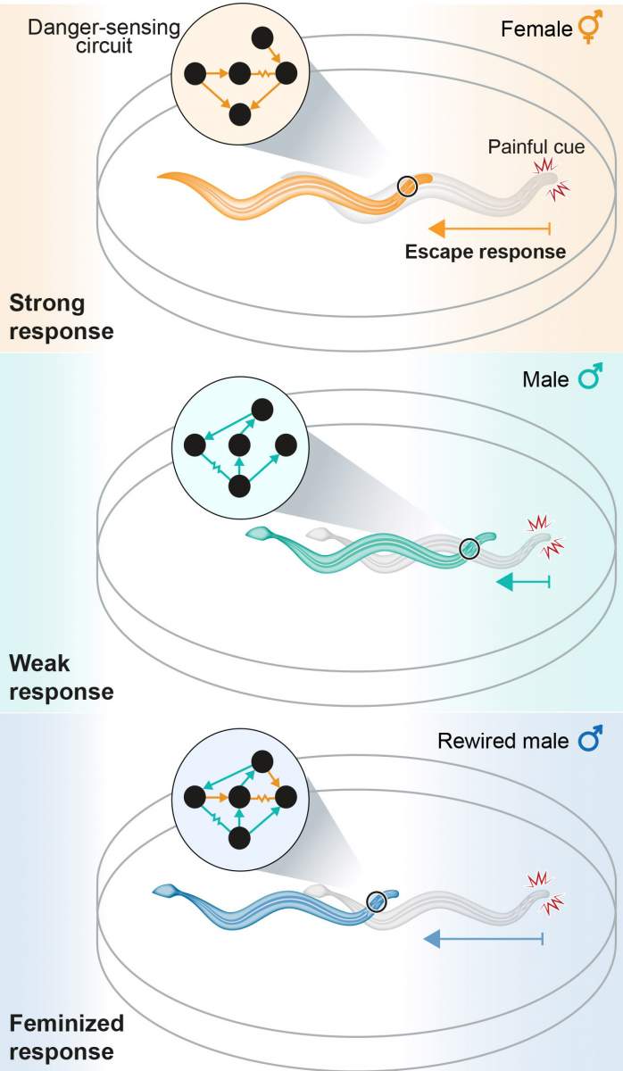 Dessin montrant le circuit neuronal de détection du danger chez les vers femelles (en haut) et mâles (au milieu). 