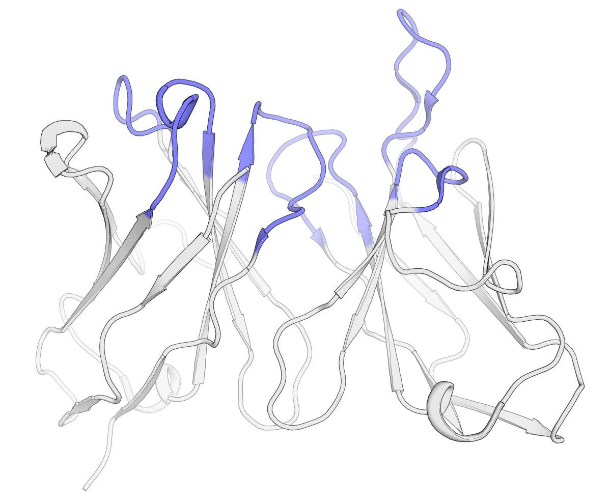 Structure 3D du "doigt" d'un anticorps, la partie qui se lie à une cible. Les régions colorées sont responsables de la reconnaissance de la cible 