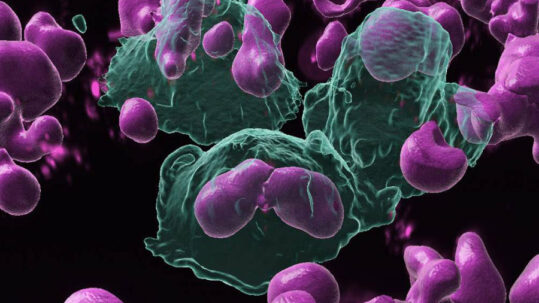 Les cellules phagocytaires (en vert) phagocytent les lymphocytes B activés (en rose)