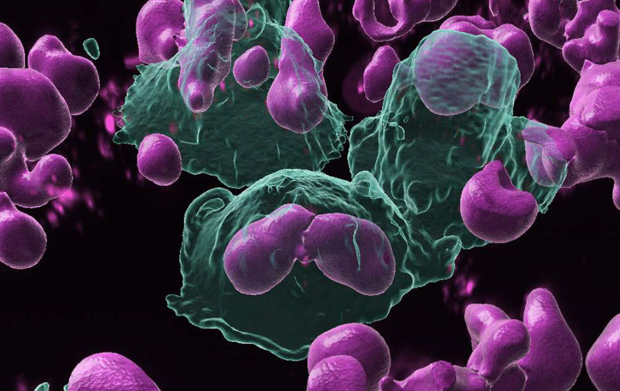 Les cellules phagocytaires (en vert) phagocytent les lymphocytes B activés (en rose)