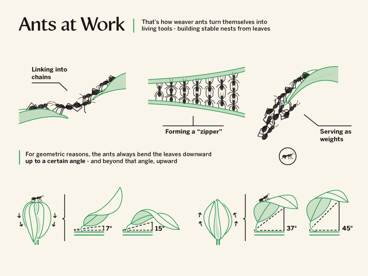 Infographic : Weizmann Institute of Science 