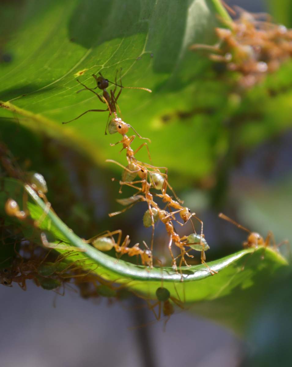 Dans les forêts tropicales du nord de l'Australie, les fourmis tisserandes s'entrelacent pour former des outils vivants. Photo : Laboratoire Feinerman 