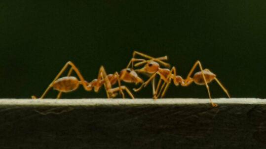 La vie en hauteur : les minuscules ingénieurs qui construisent avec leur corps