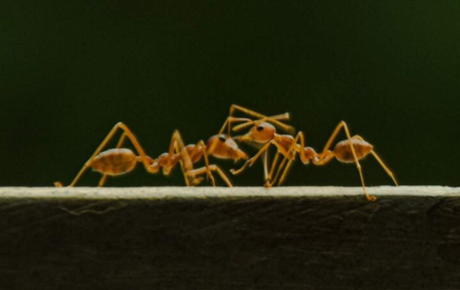 La vie en hauteur : les minuscules ingénieurs qui construisent avec leur corps