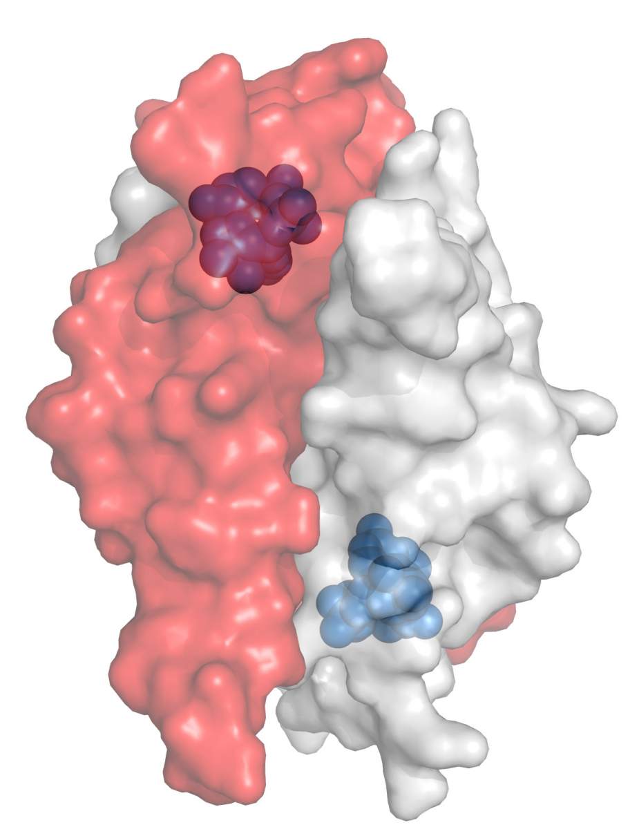 a protéine Tad1, produite par le phage, capture une molécule de signalisation immunitaire. 