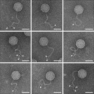 Vue au microscope électronique de phages dupliqués à l’intérieur de ...
